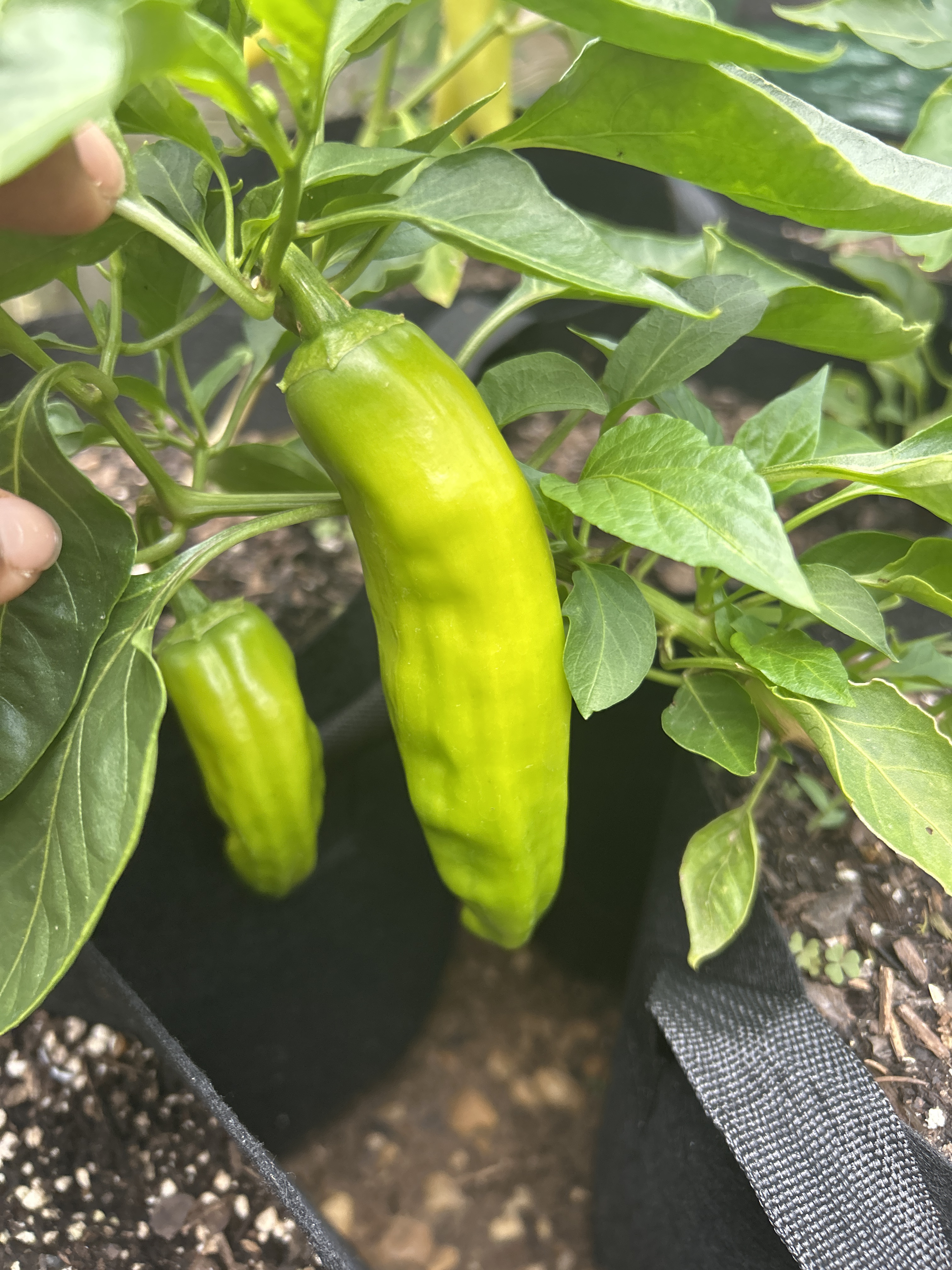 Pap’s Goshen Farms