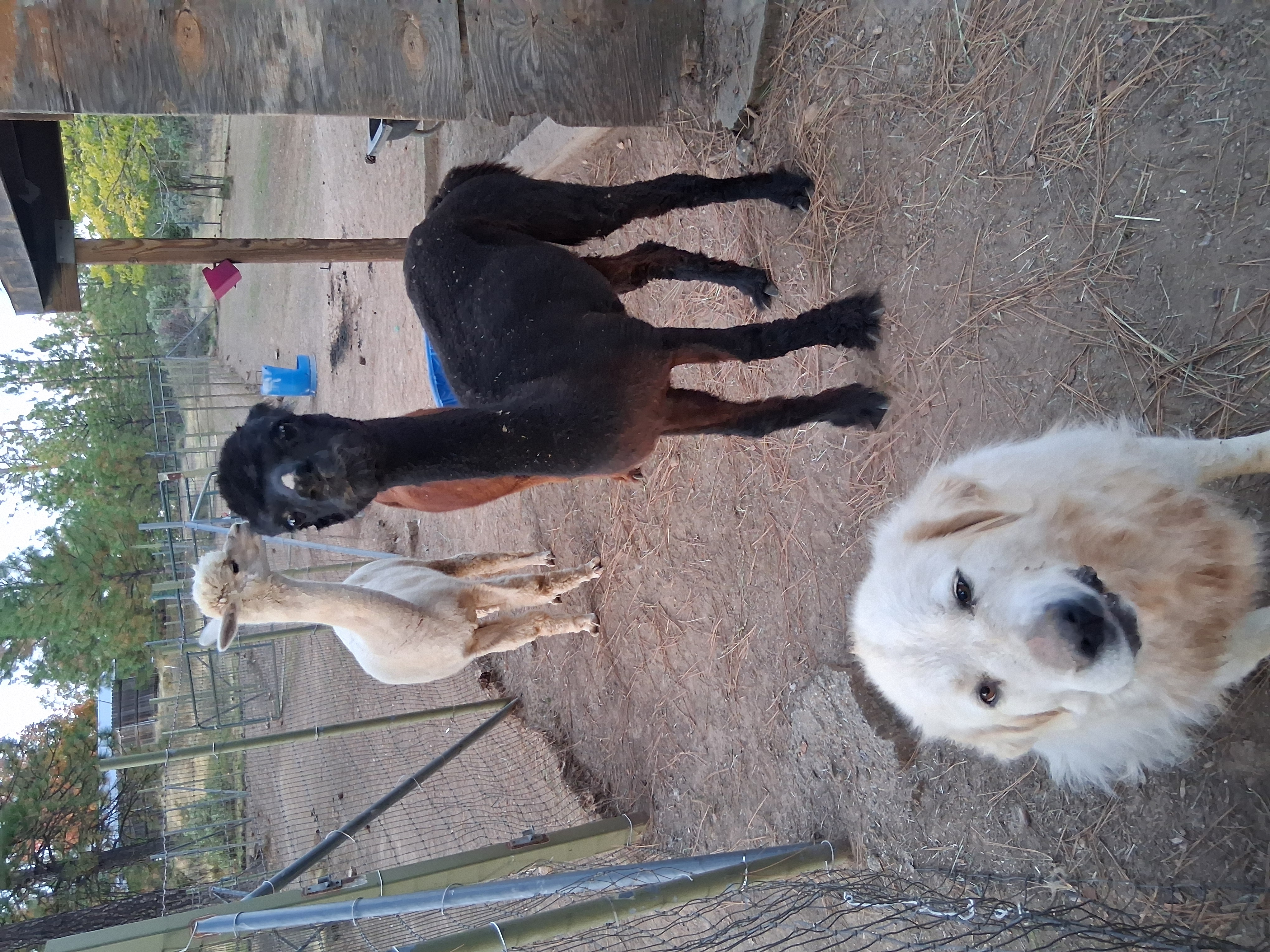 Cat's Animal Rescue And Sanctuary