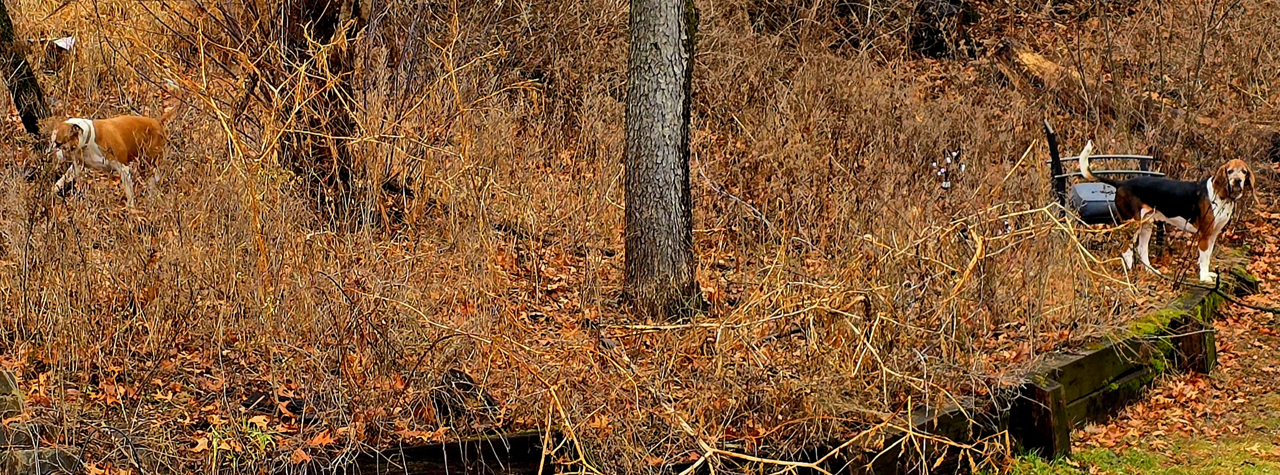 Empower & Advocate Consulting Services LLC