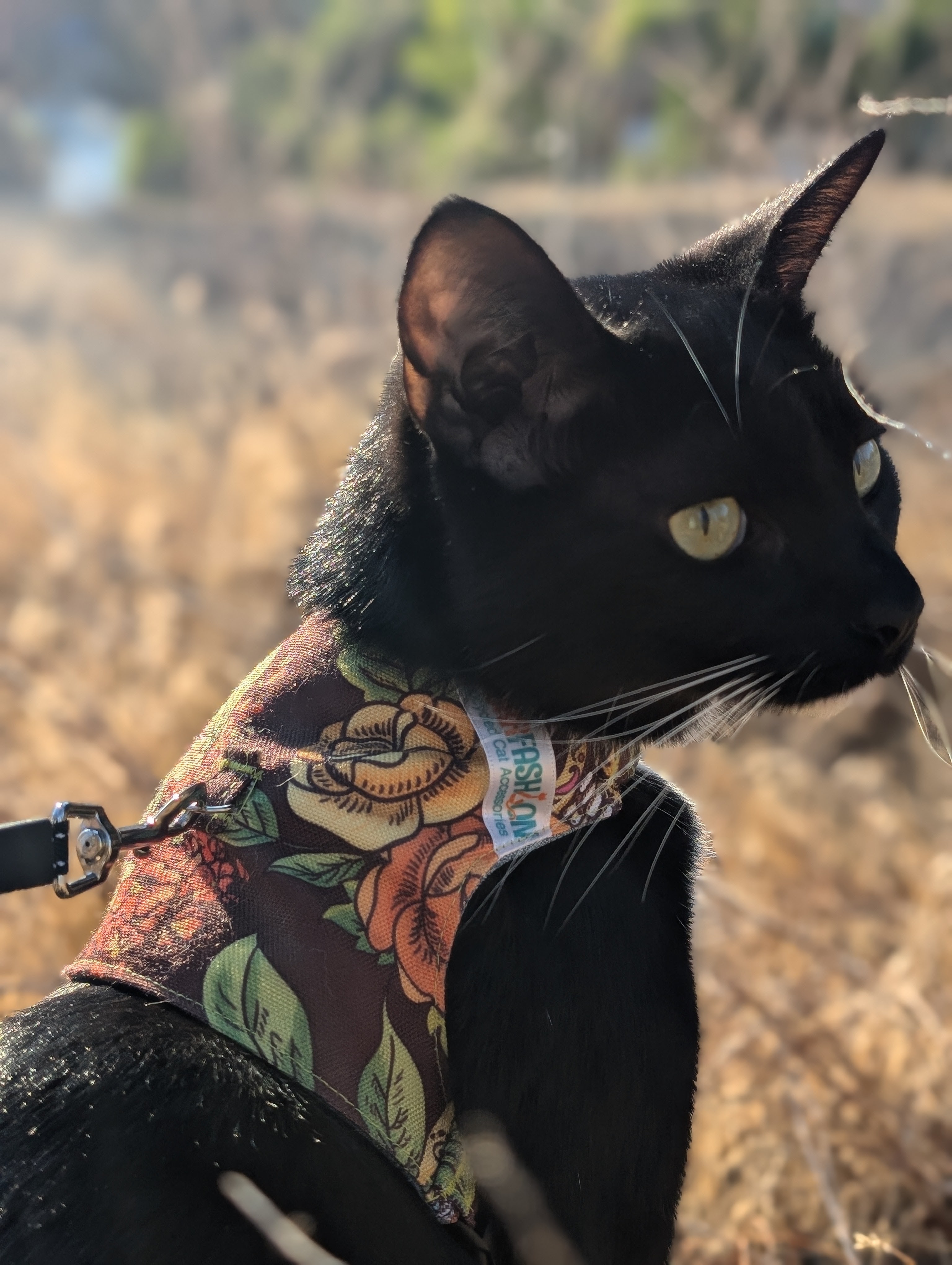 Purrfashion