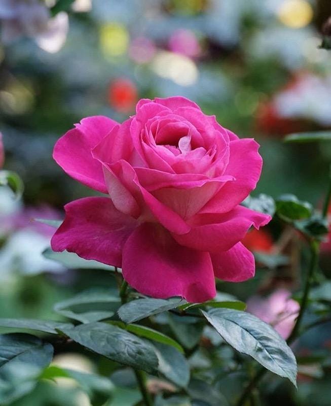 Educational Training Solutuons LLC