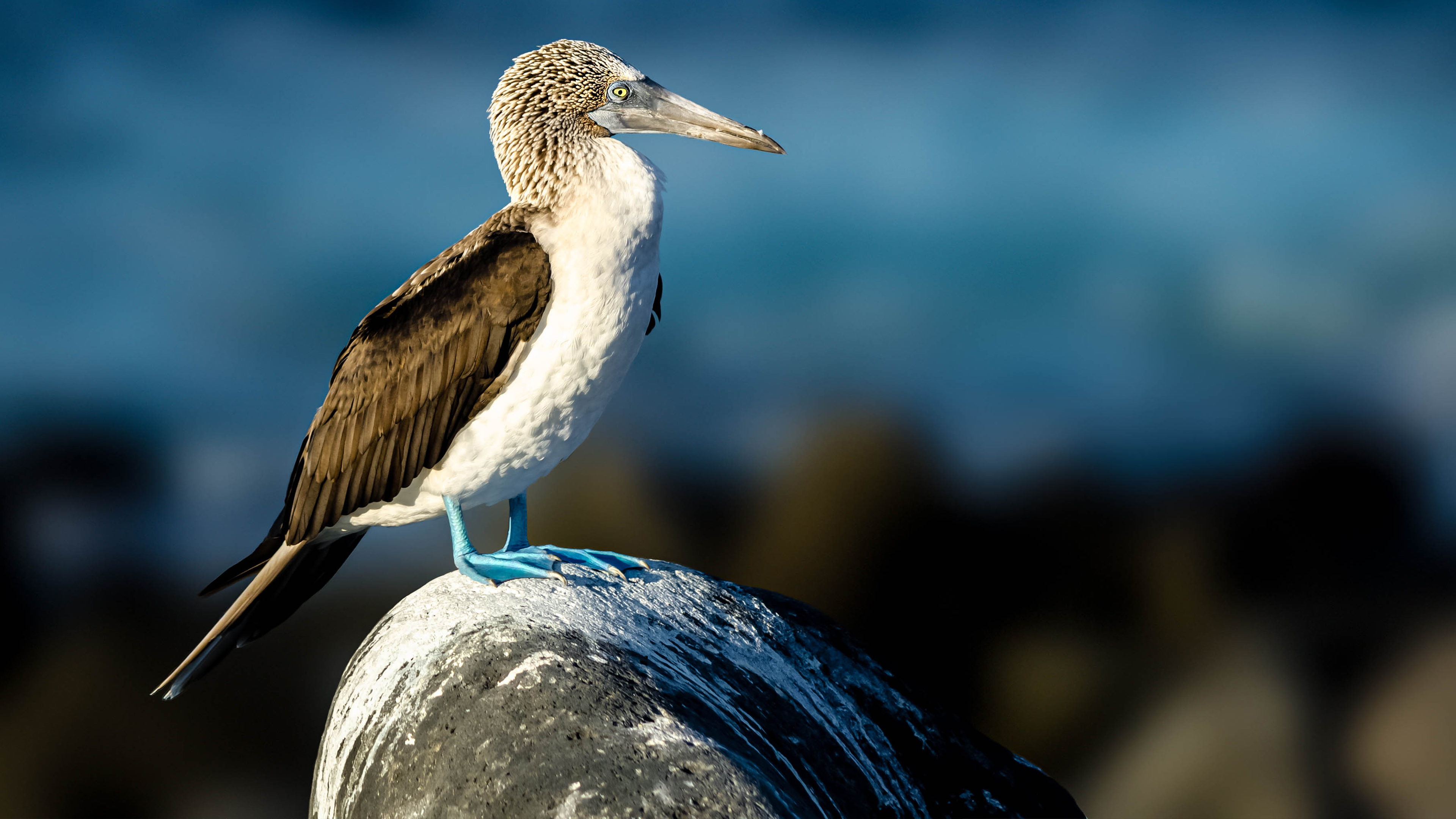 Rushing Wind Transportation LLC