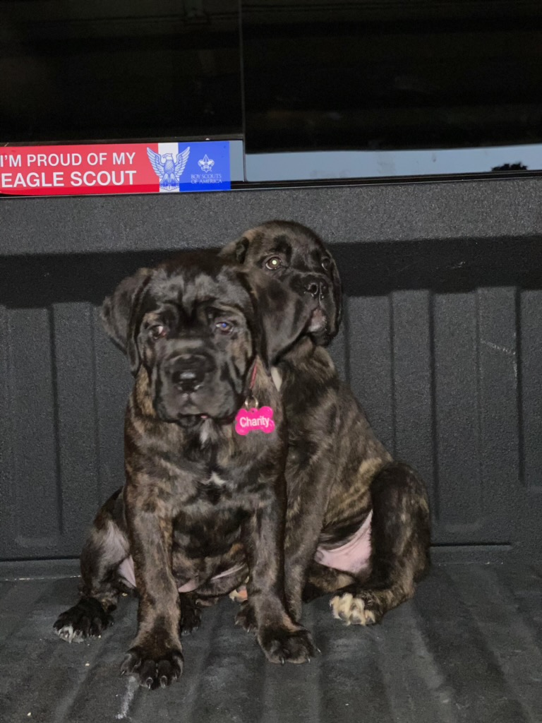 True Believers Cane Corso