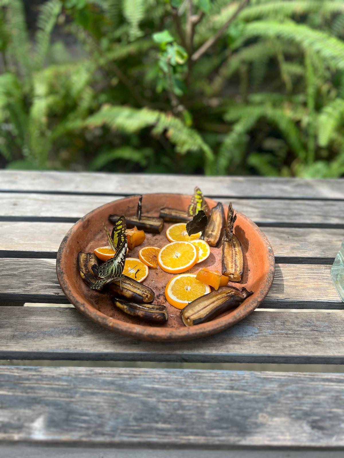 The Vcf Enterprises LLC