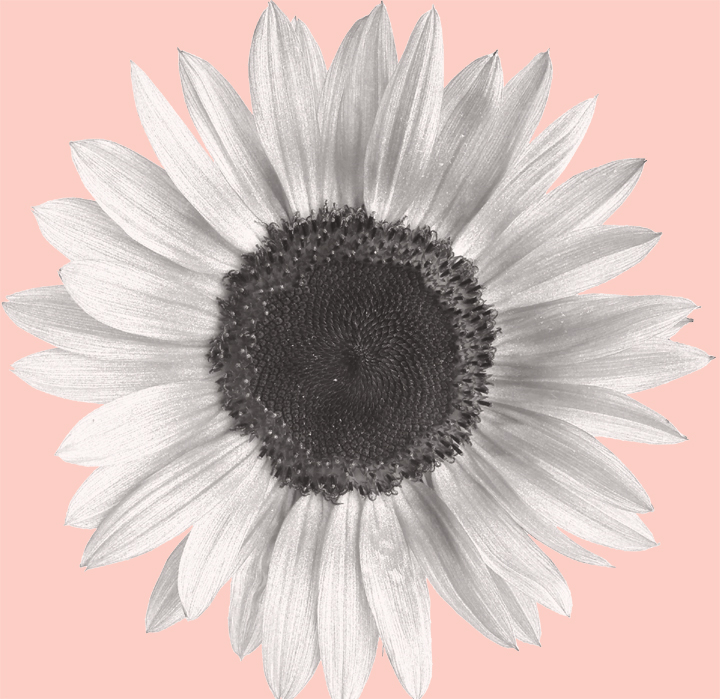 Mirasol Photography And Design