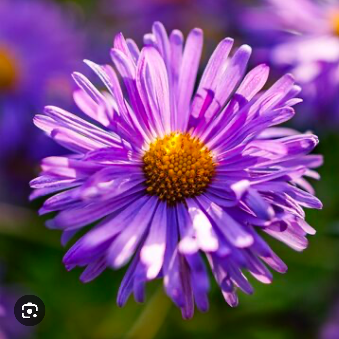 Purple Daisies Group LLC.