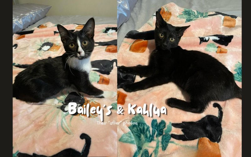 Bailey's & Kahlua