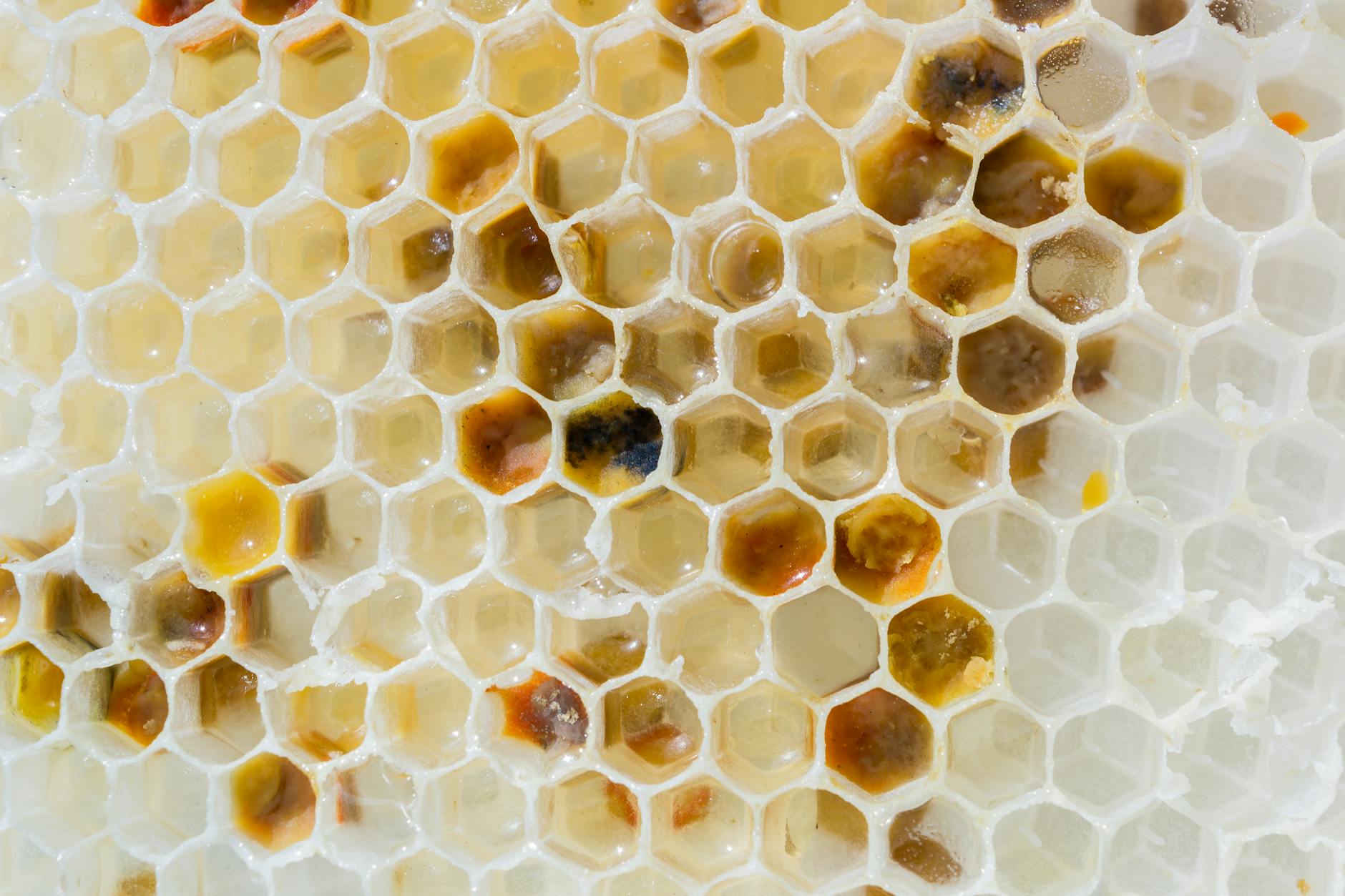 Golden Life Bee Apiary