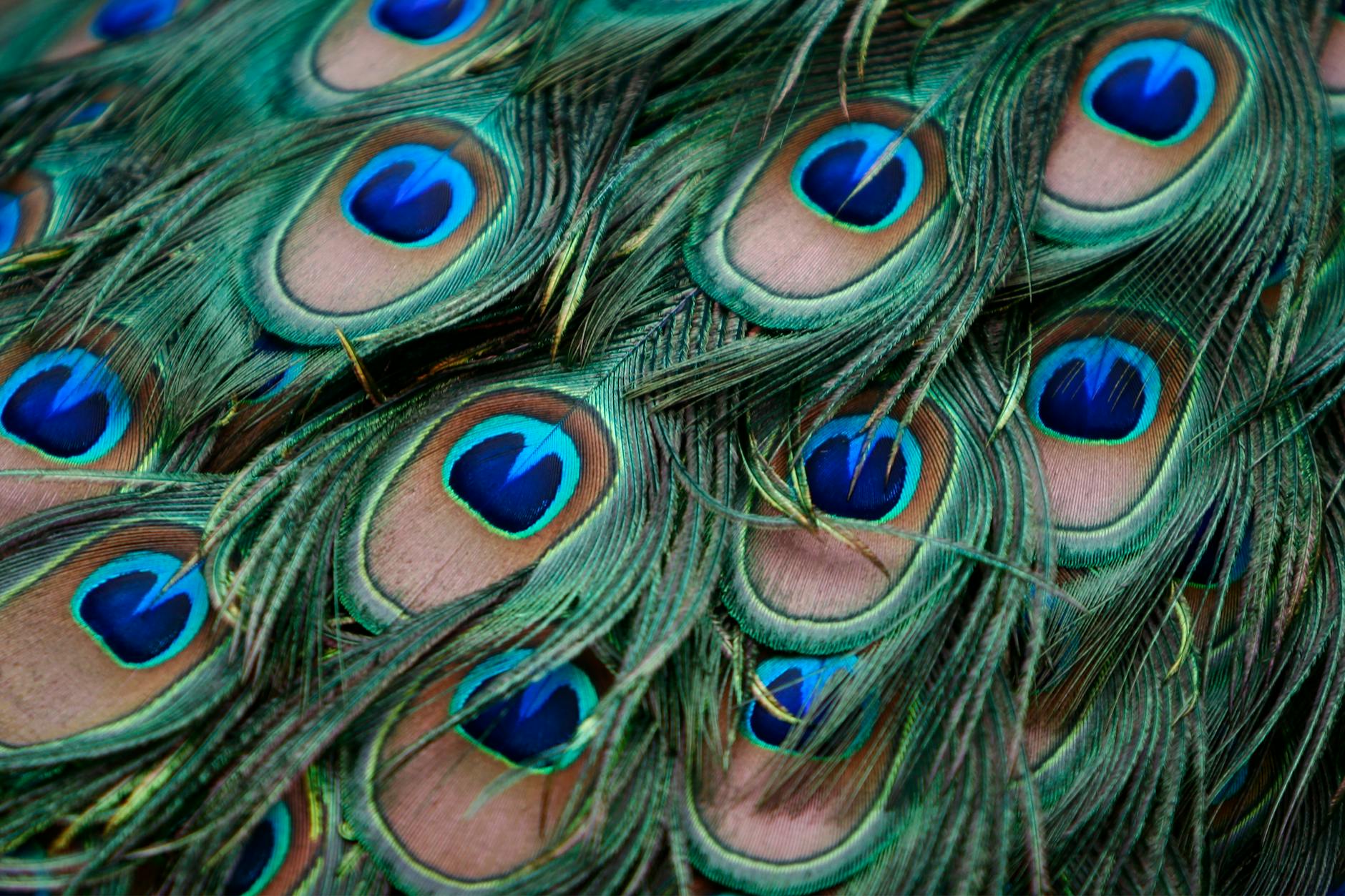 Peacock Affairs
