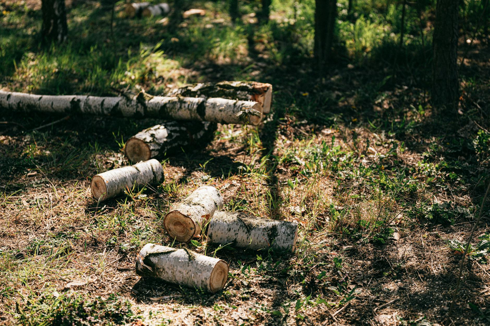 Ironwood Timber