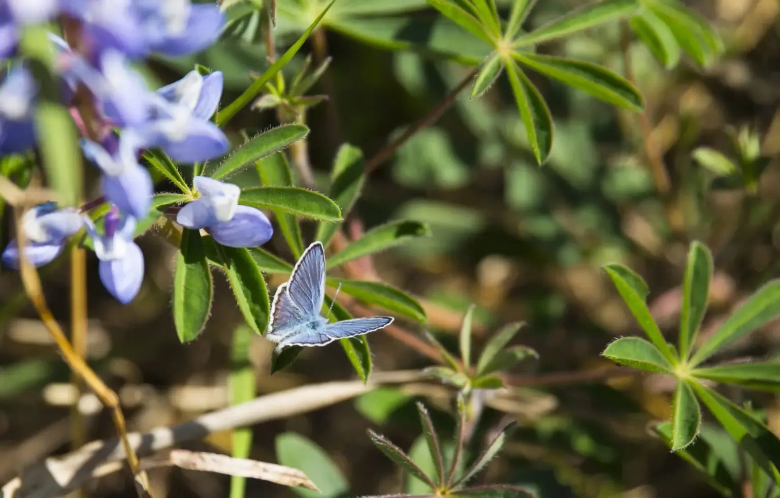 Falling for Wild Lupines: My Native Plant Obsession and the Call for Conservation in Southwest Michigan