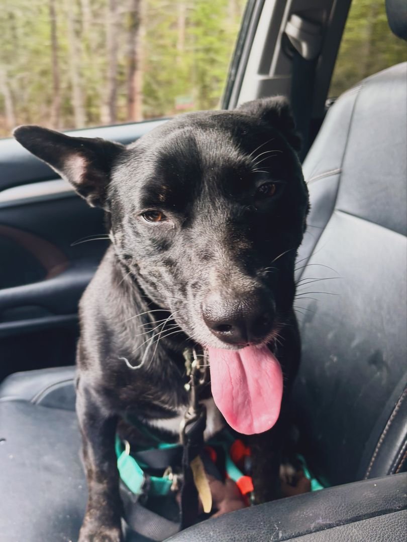 Our First Success: Welcoming Our First Pup and Family at Paisley Haven Community