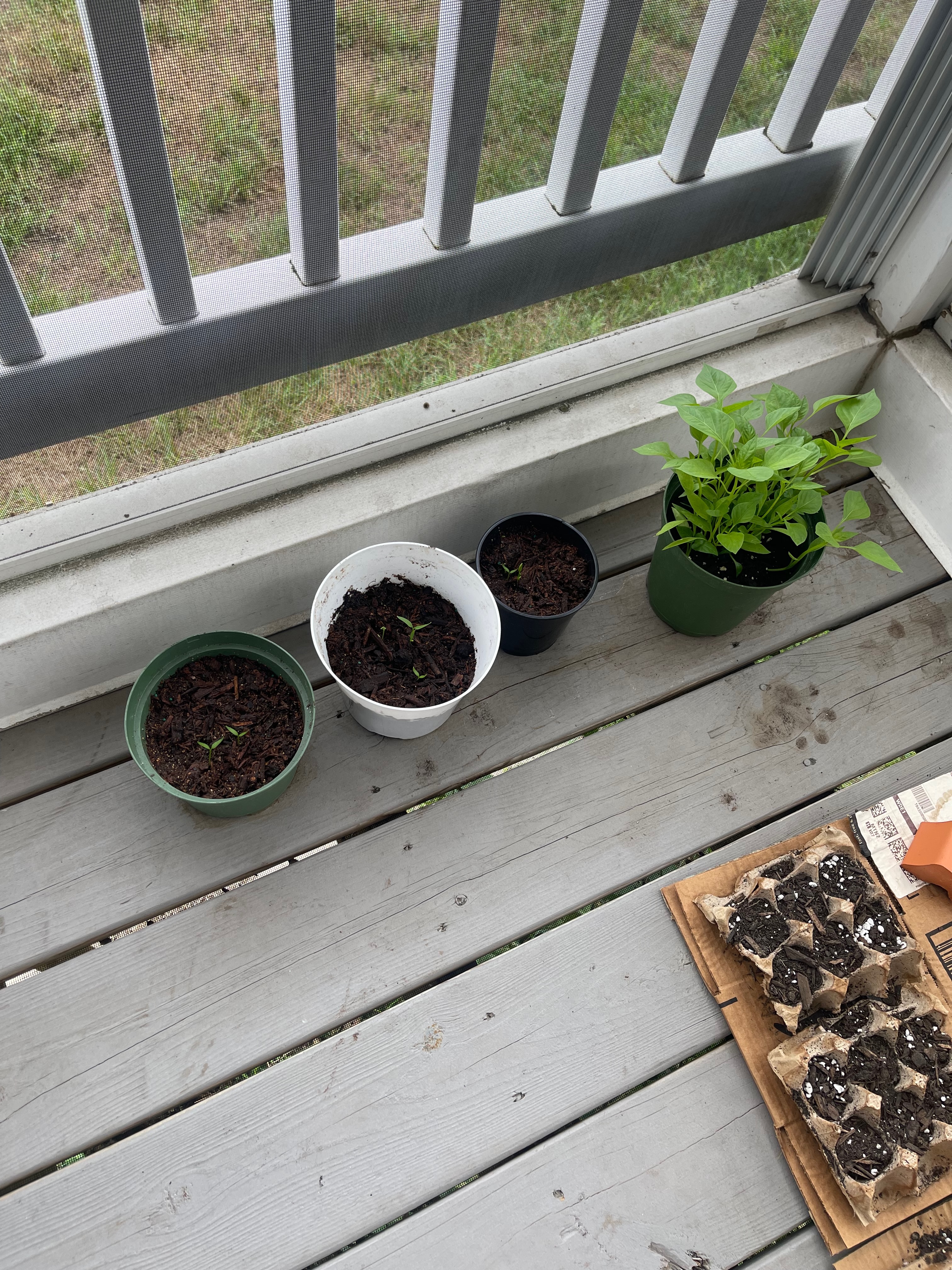 Seeds and Patience: What the Garden Teaches Us About Growth