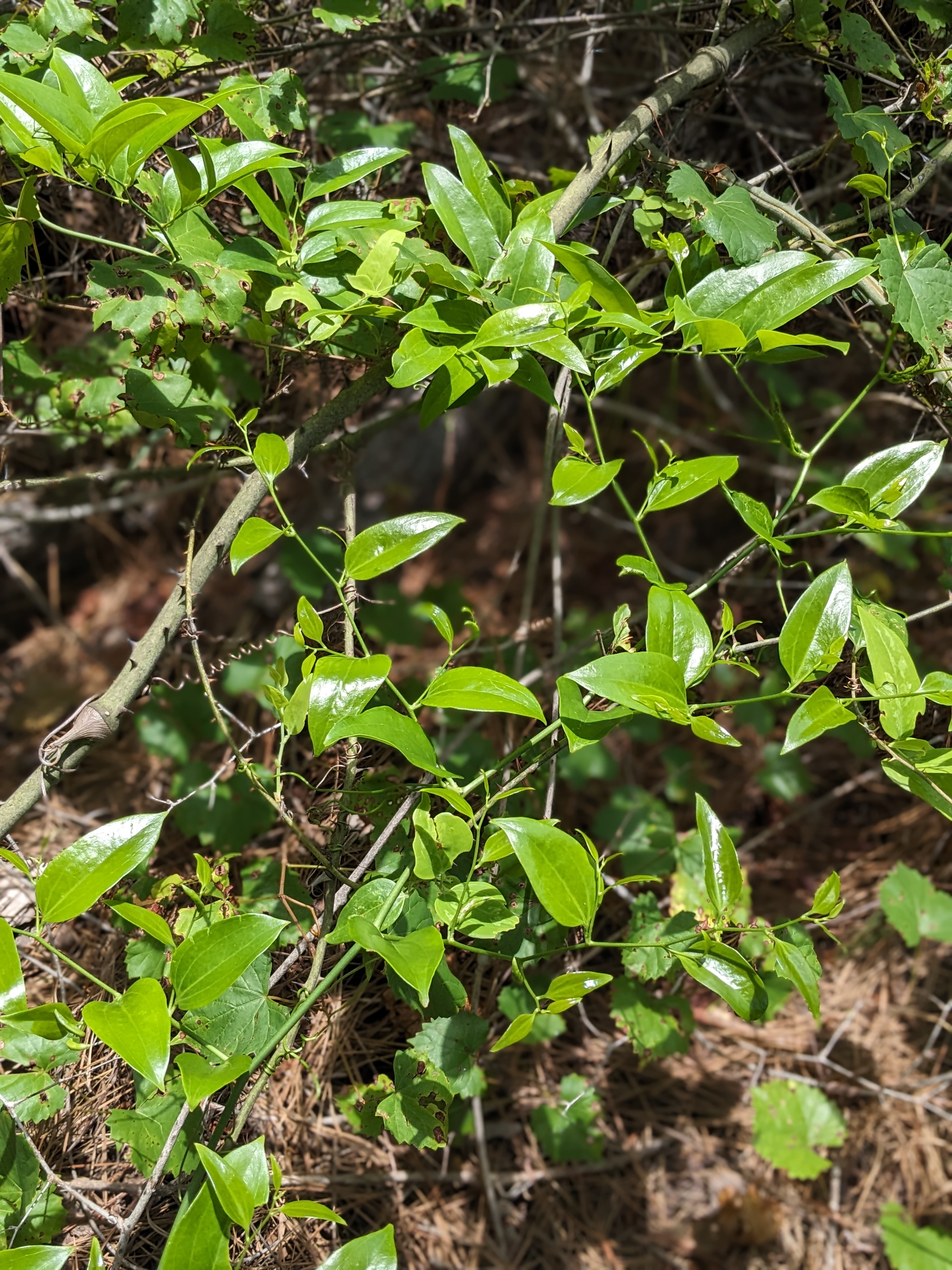 What is Smilax? Exploring the Versatile Lance-Leaf Greenbriar