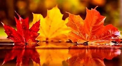 Easy Ways to Get Your Home Ready for Fall