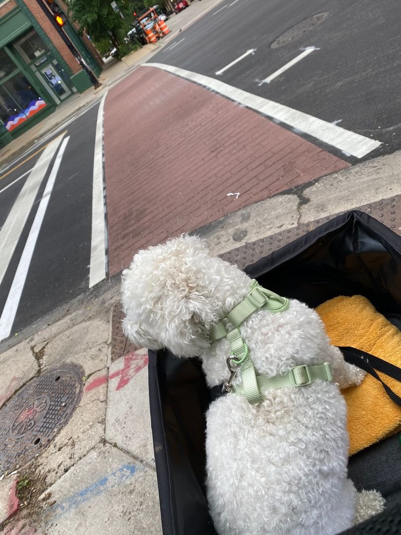 Chicago Through a Dog’s Eyes: Misty's Tail-Wagging Travel Guide