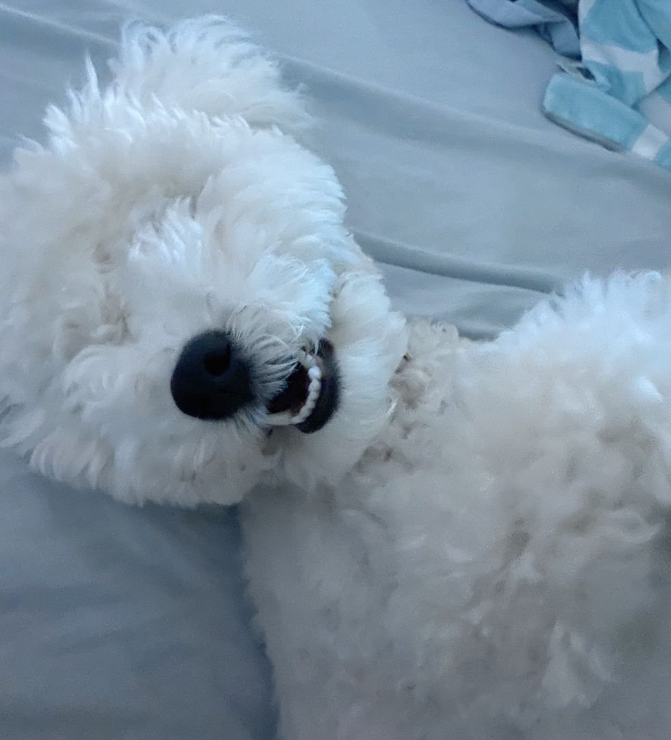 10 Things You Stop Explaining Once You Own a Dog