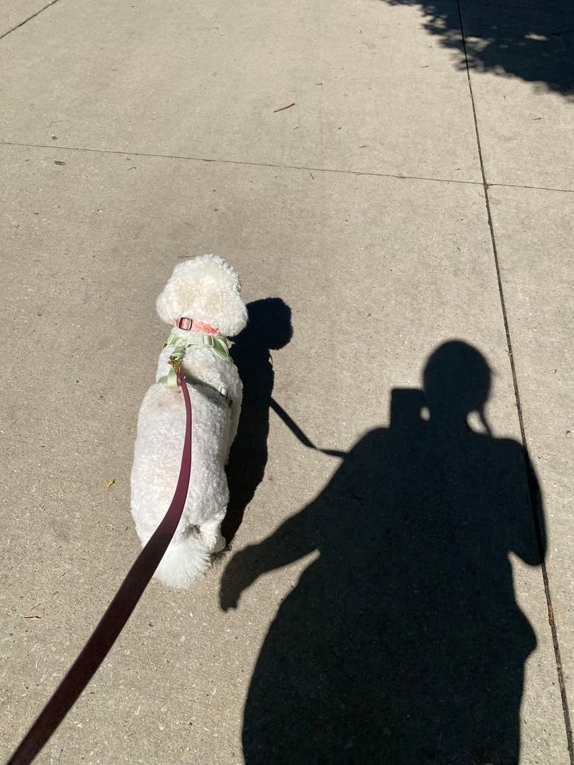 Why Dogs Thrive on Routine (And Why We Do, Too)