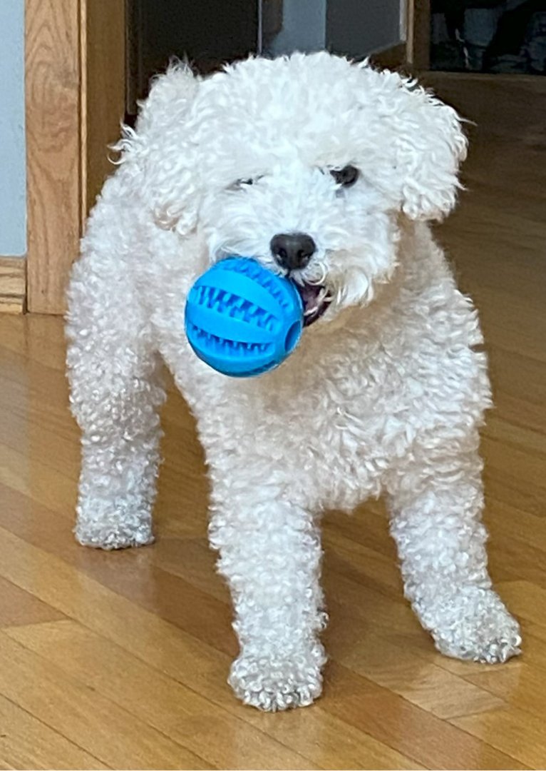 How to Choose the Right Dog Toy for Your Pup’s Personality