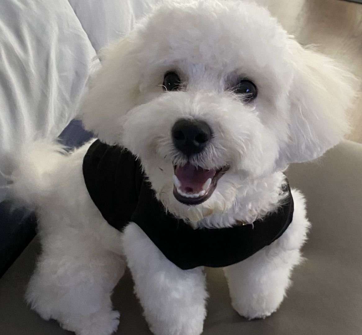 The Jobs Dogs Give Themselves: 7 Funny Roles Every Dog Secretly Takes On