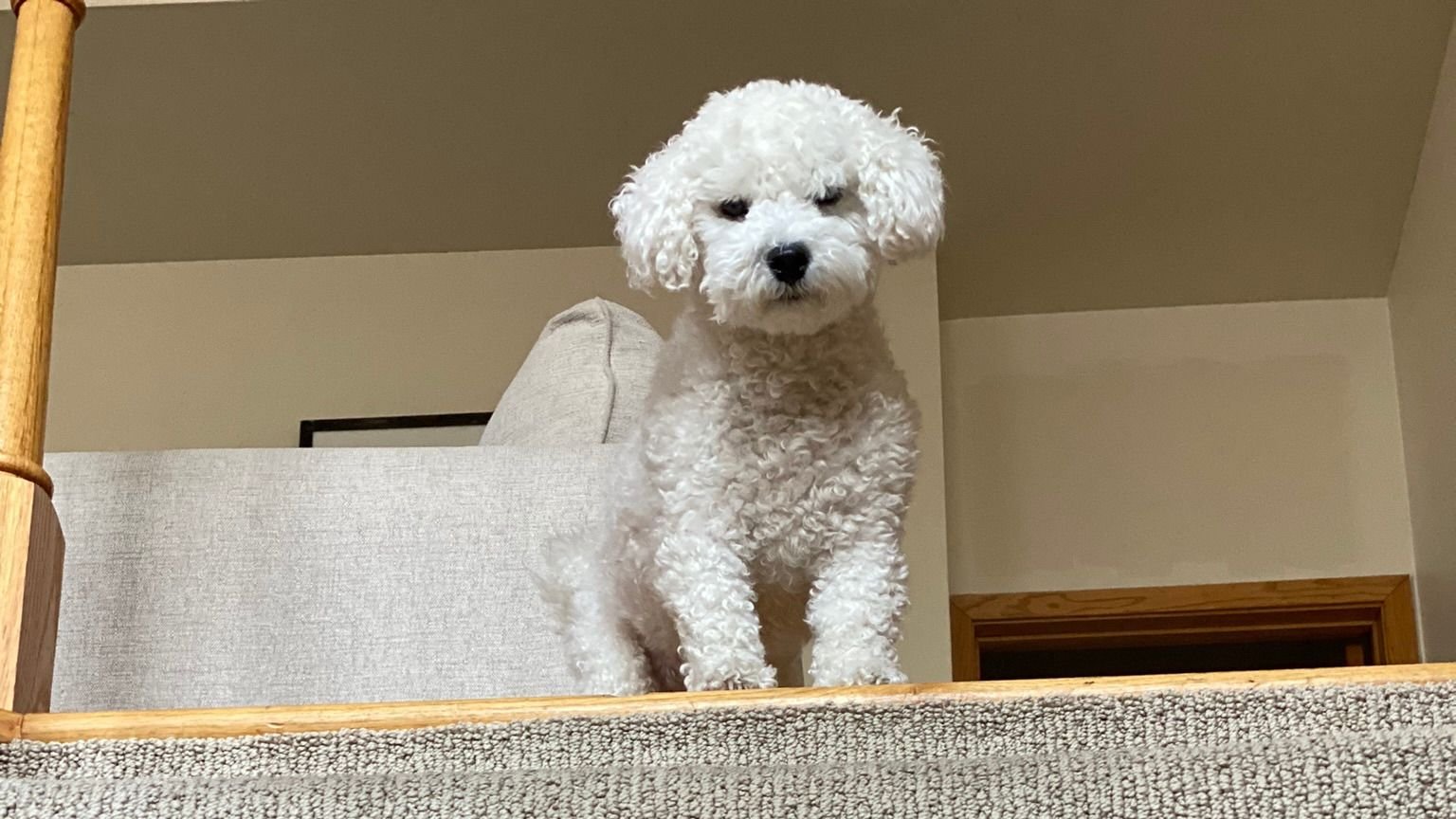 The Unofficial Rules of Living With a Bichon Frise