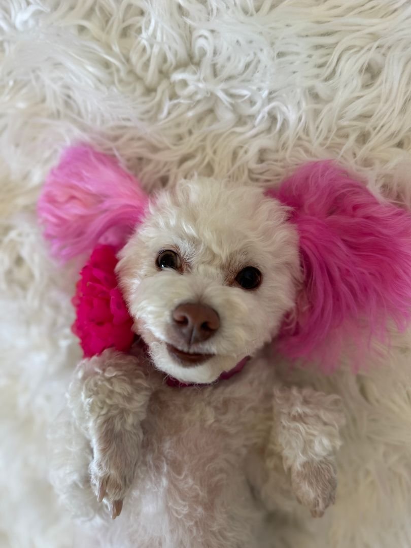 The Importance of Early and Regular Dog Grooming: Health, Comfort, and Happy Pups