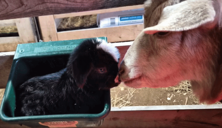 GoatWatch2026 Wraps Up: Welcoming Twins, Celebrating Success, and Growing Our Herd!