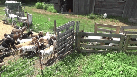 Big News: Dakota Goat Squad Wins Tentative Approval to Bring Eco-Friendly Grazing to Sioux Falls!
