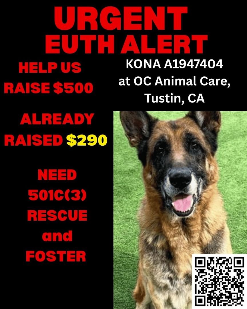 🚨 URGENT: SENIOR DOG FACES EUTHANASIA ON 6/20 — NO EXTENSIONS