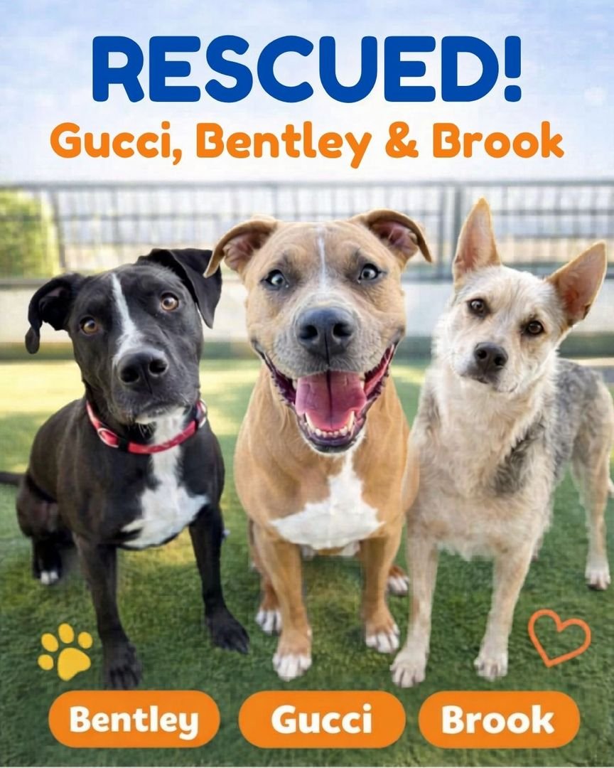 OC Animal Care Rescue Success: Three Dogs Saved from Euthanasia