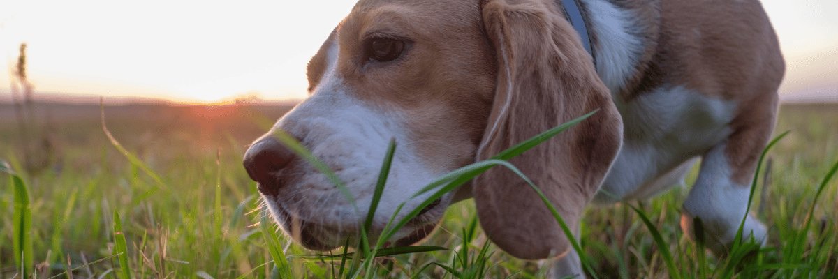 Dog Grass Eating: Why Dogs Eat Grass and What It Means