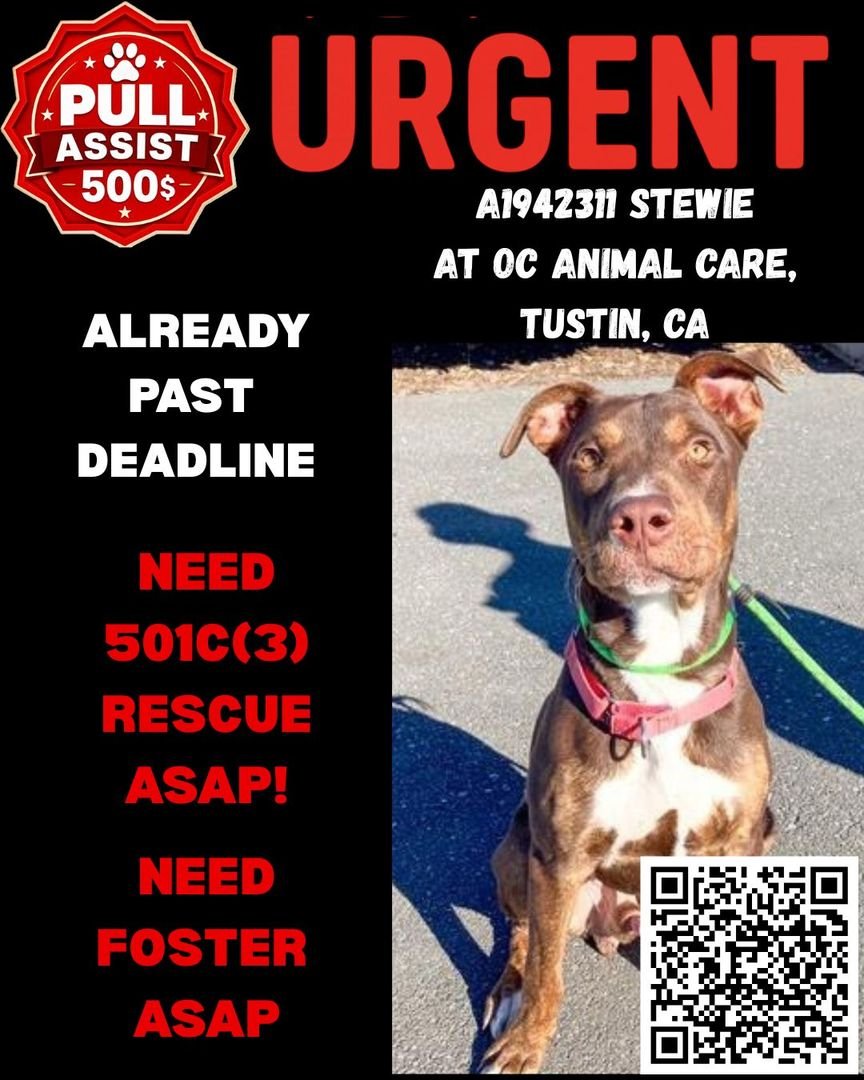 We are desperately searching for rescue and foster