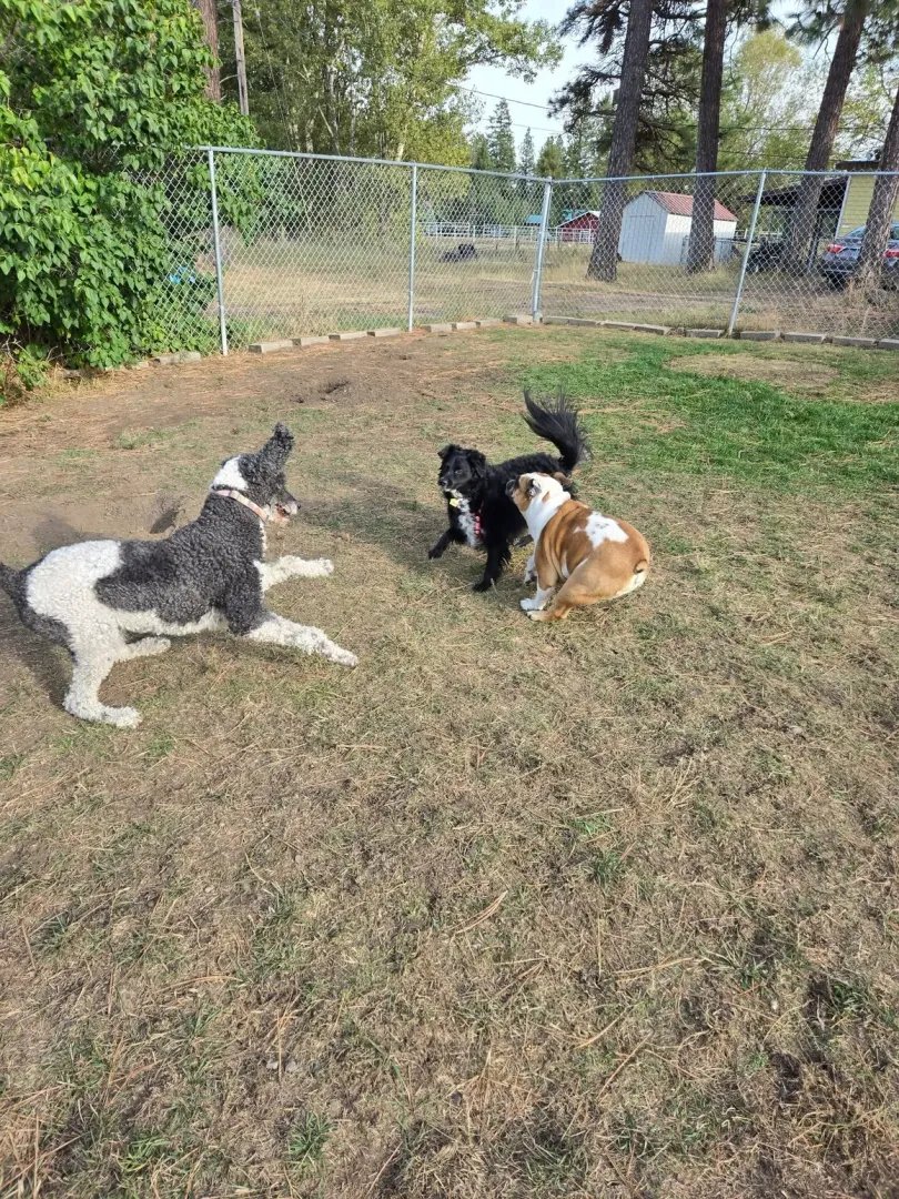Never a Dull Moment: Life with Our Mischievous Dog Crew at Paws And Claws Kennel