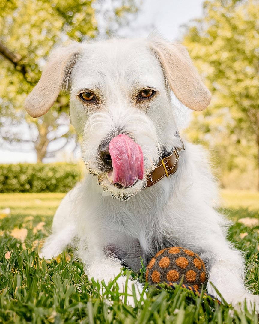 Why Pets Need Consistent Care for Lifelong Health: A Guide for Responsible Pet Owners