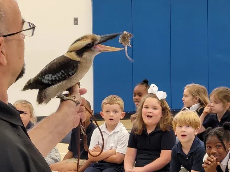 Chuckles the Kookaburra: Viral Sensation, Superstar Teacher, and Animal Ambassador