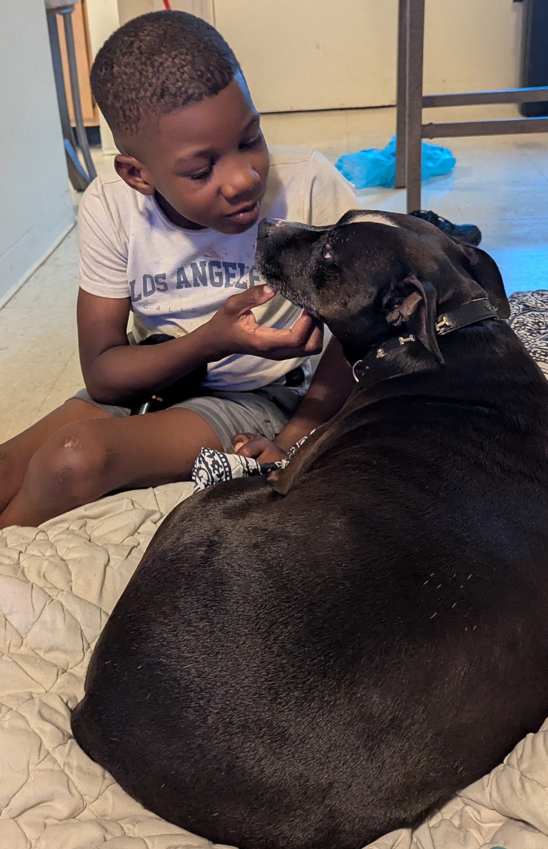 Loyal-pets Institute