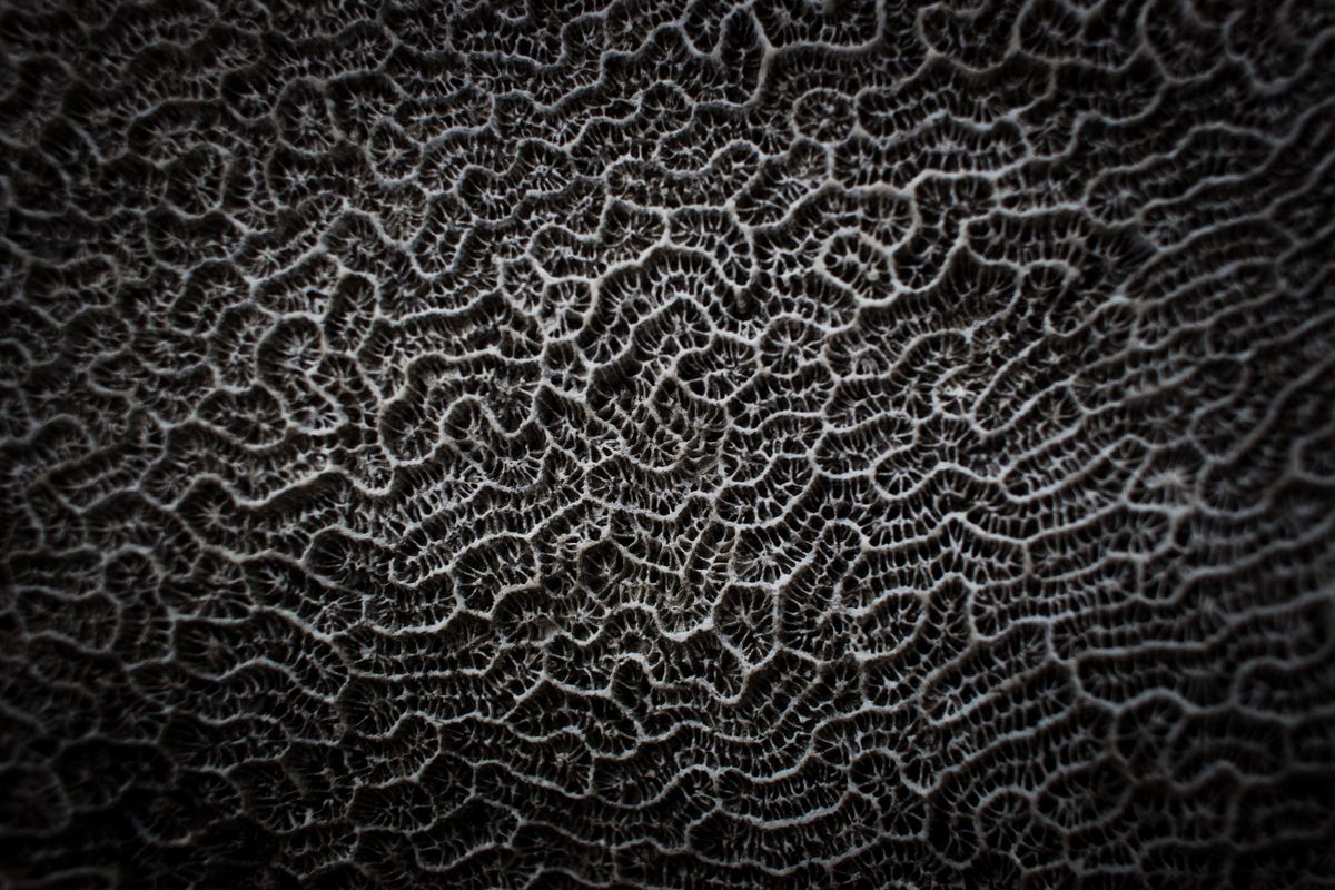 Close-up of textured horn and bone material