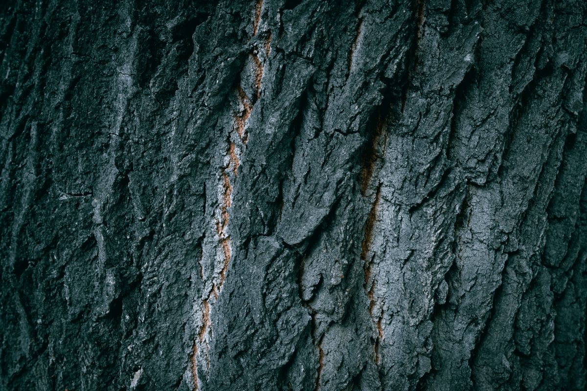 Close-up of weathered wood grain texture