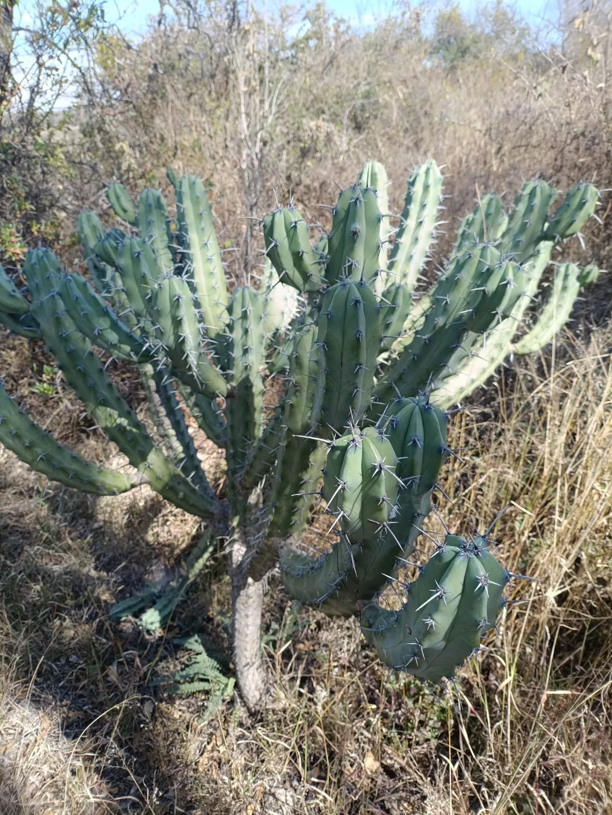 Sabinos y vegetación de semidesierto dentro de Barranca de Cocheros.
