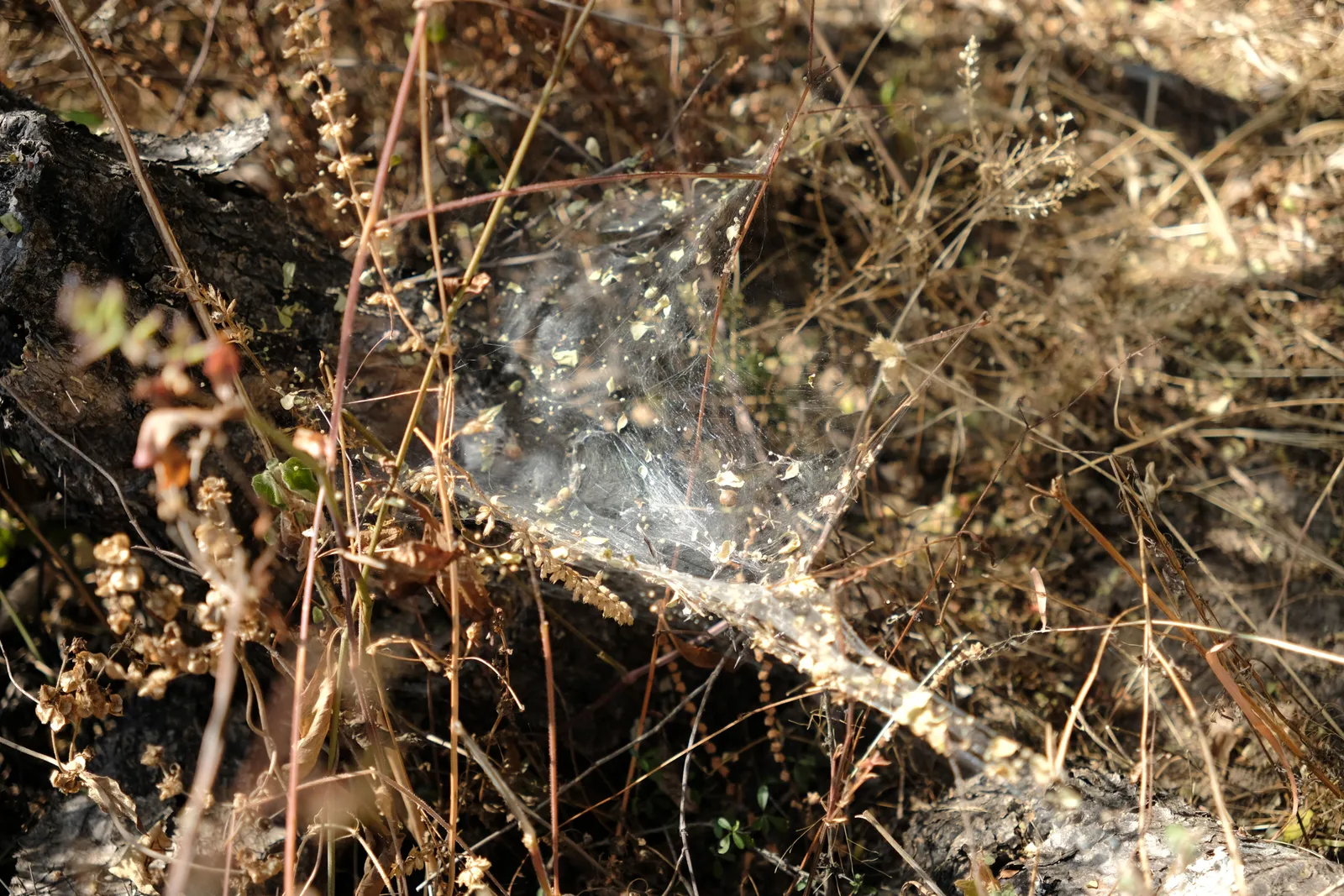 Detalle de una telaraña entre ramas secas y vegetación de la Barranca de Cocheros.