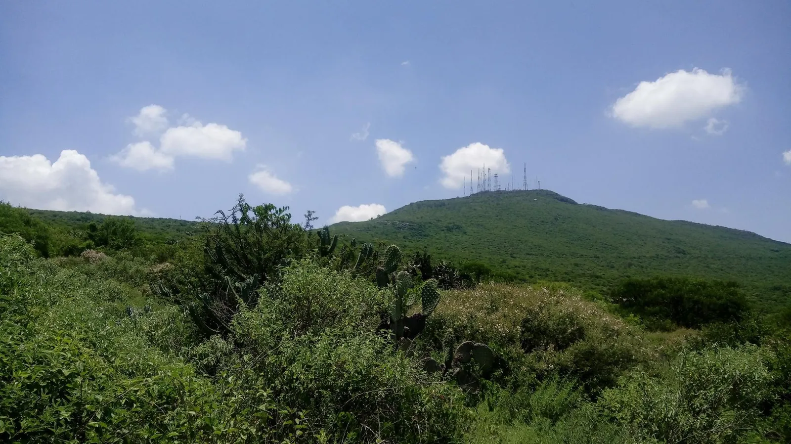 Paisaje natural del Parque Nacional El Cimatario en Querétaro con vegetación, cactus y cerro al fondo.