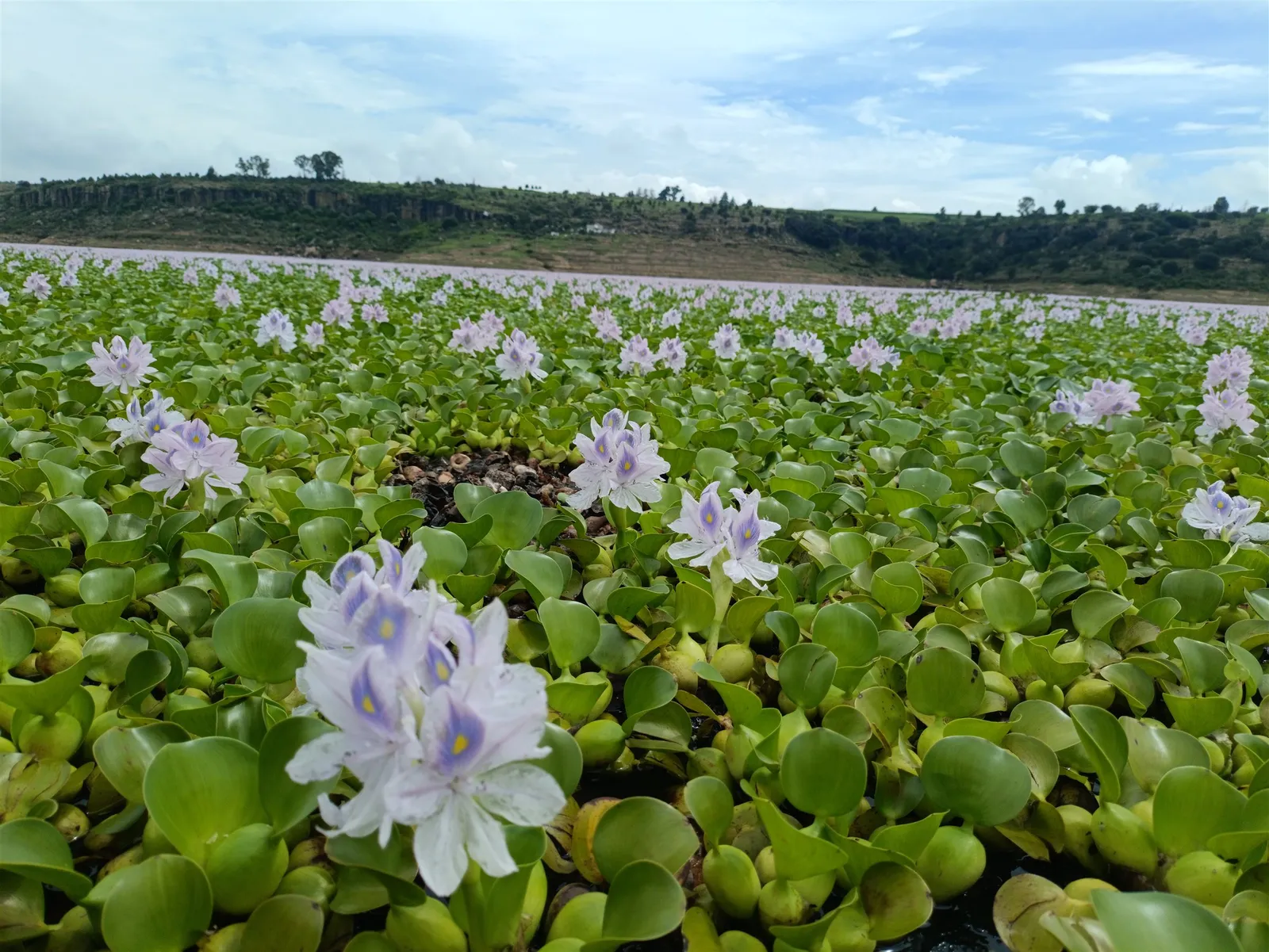 Flores acuaticas cubriendo la superficie de la presa de Picos de Yospi, Amealco.