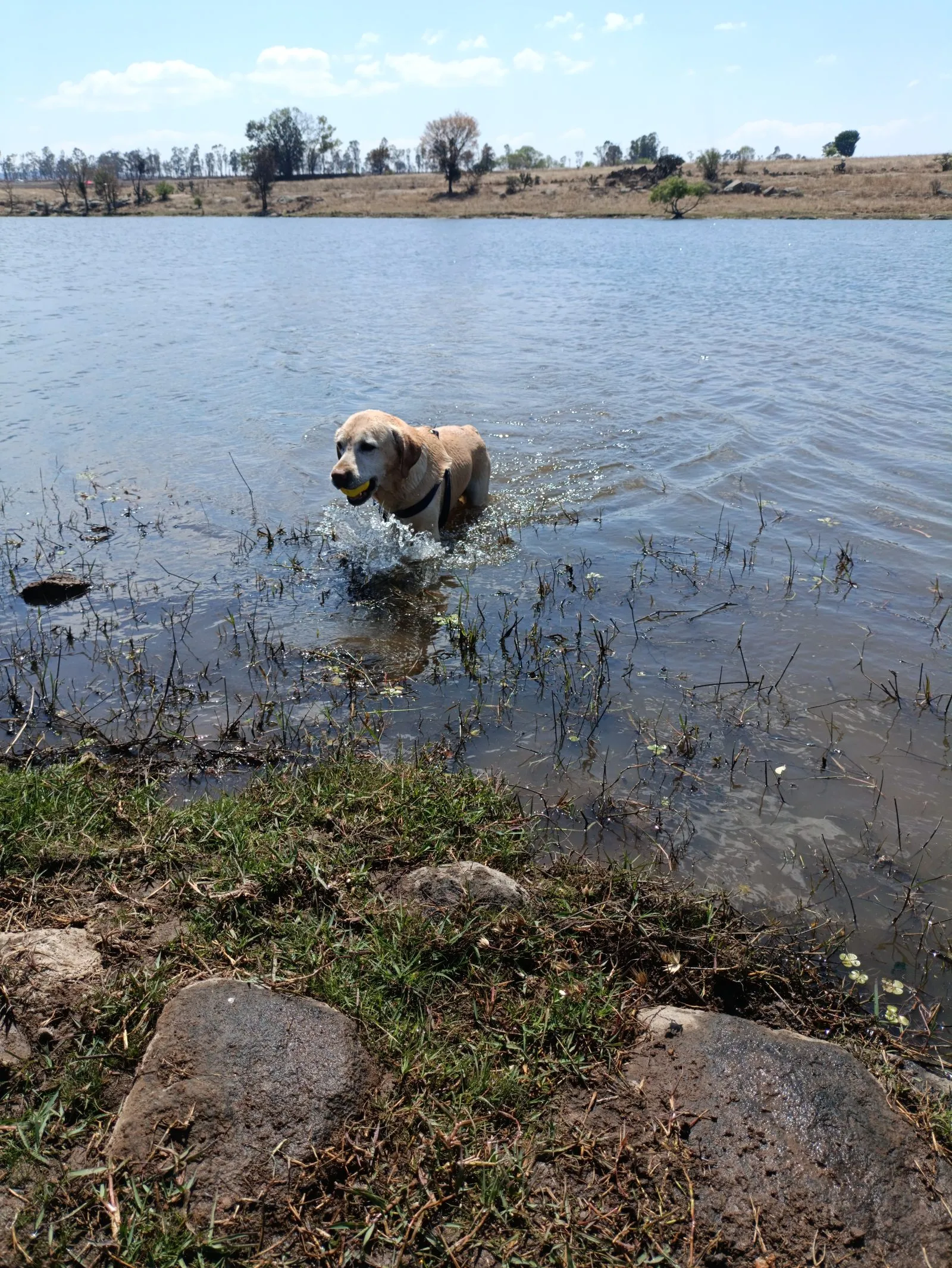 Perro dentro de la laguna de la Presa del Rayo, Huimilpan, Querétaro.