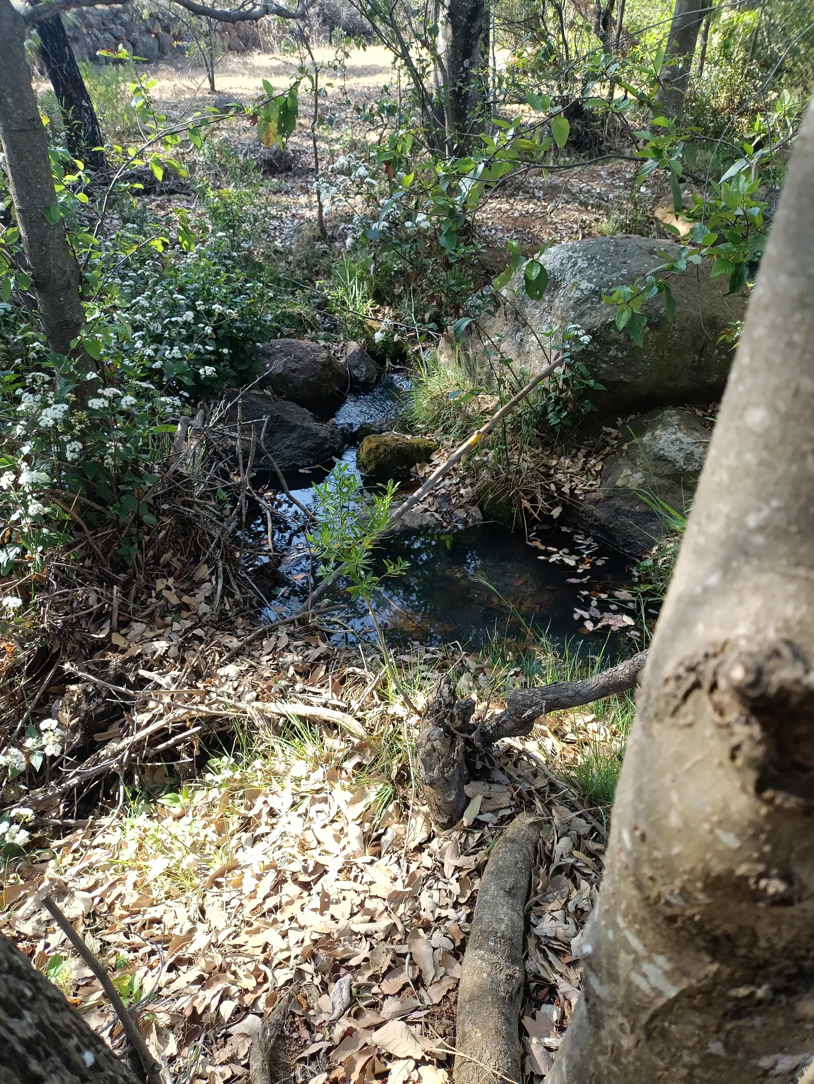 Pequeño manantial entre rocas y vegetación en la ruta de Manantial y Presa del Rayo, Huimilpan.