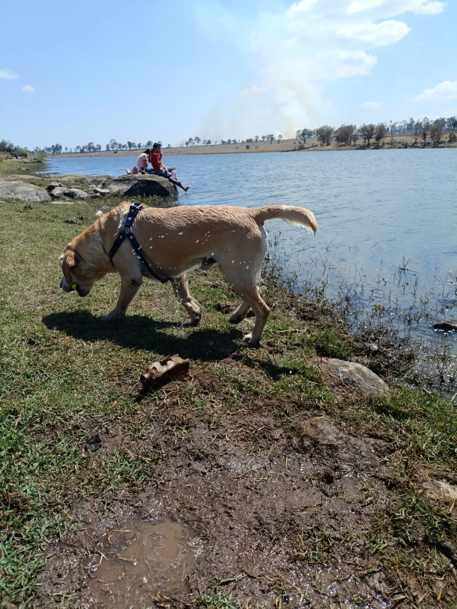 Perro caminando junto a la orilla de la Presa del Rayo con visitantes al fondo, Huimilpan.