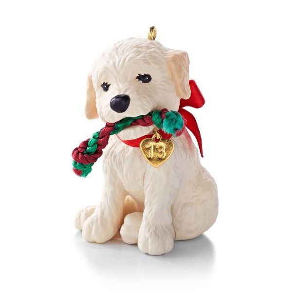 Labradoodle