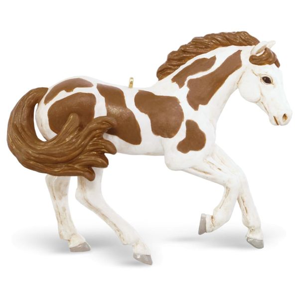 American Paint Horse
