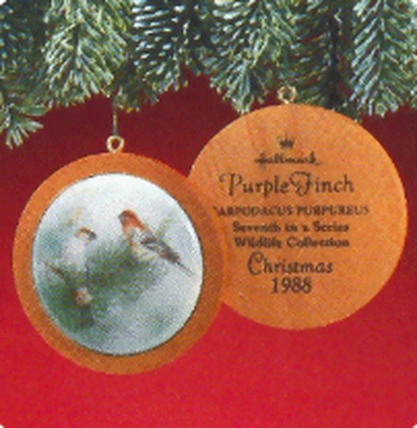 Purple Finch