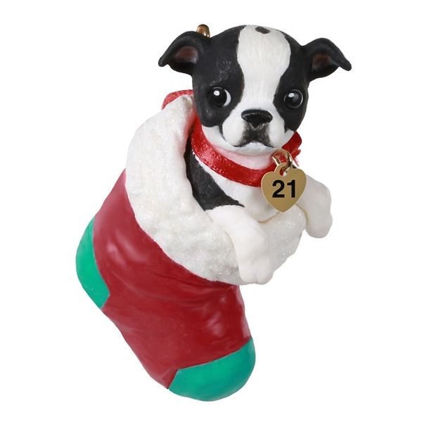 Boston Terrier