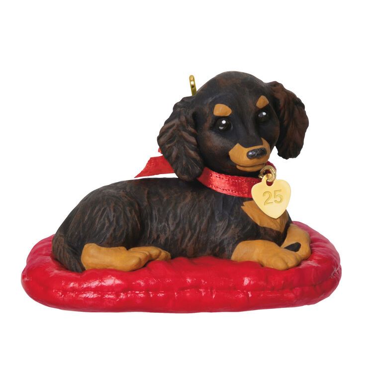 Long-Haired Dachshund